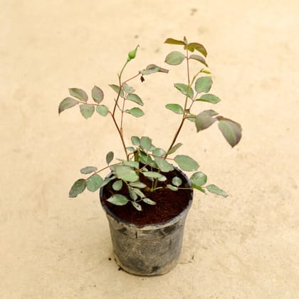 Buy Desi Rose in 6 Inch Nursery Pot Online | Urvann.com