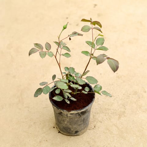 Desi Rose in 6 Inch Nursery Pot