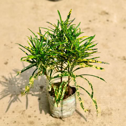 Air Purifying - Chironji Croton in 4 Inch Nursery Bag