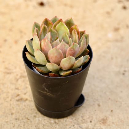 Buy Vishnu Kamal Succulent in 4 Inch Black Florence Self Watering Pot Online | Urvann.com