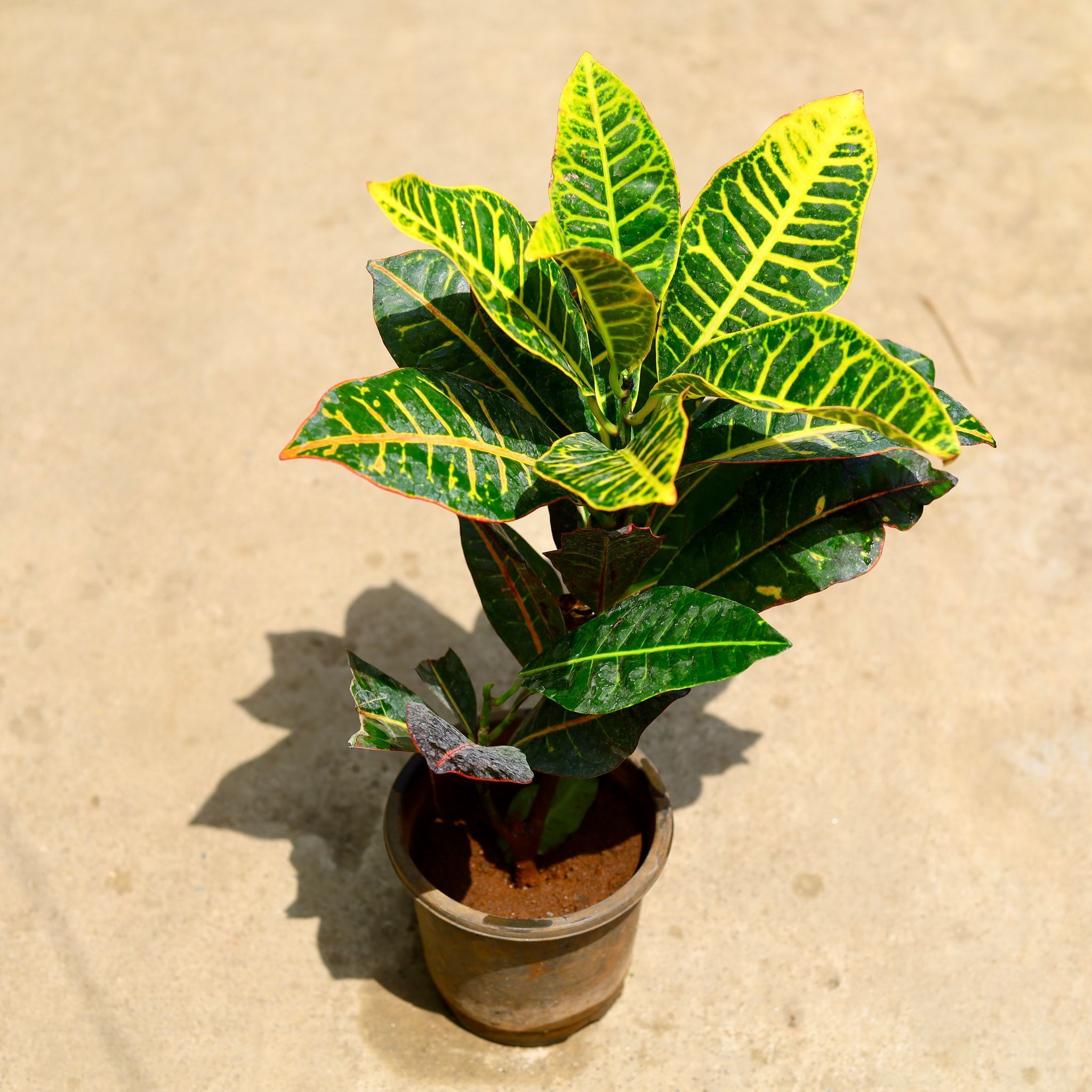Croton Petra in 6 Inch Nursery Pot