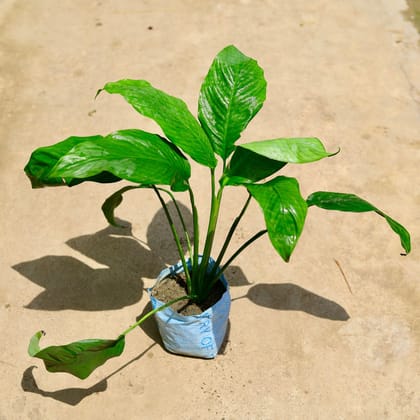 Buy Peace Lily in 8 Inch Nursery Bag Online | Urvann.com