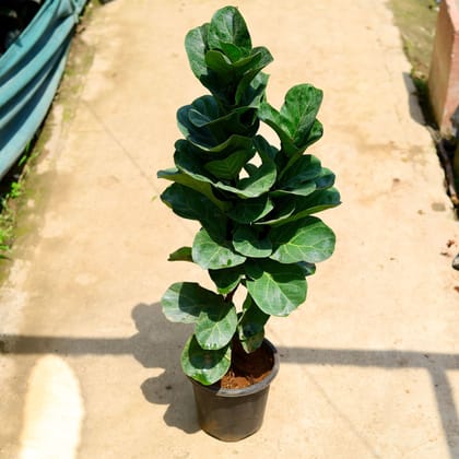 Buy Fiddle Leaf Fig / Ficus Lyrata ~3.5 ft in 8 Inch Nursery Pot Online | Urvann.com
