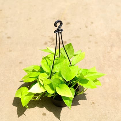 Buy Money Plant Golden in 6 Inch Hanging Basket Online | Urvann.com