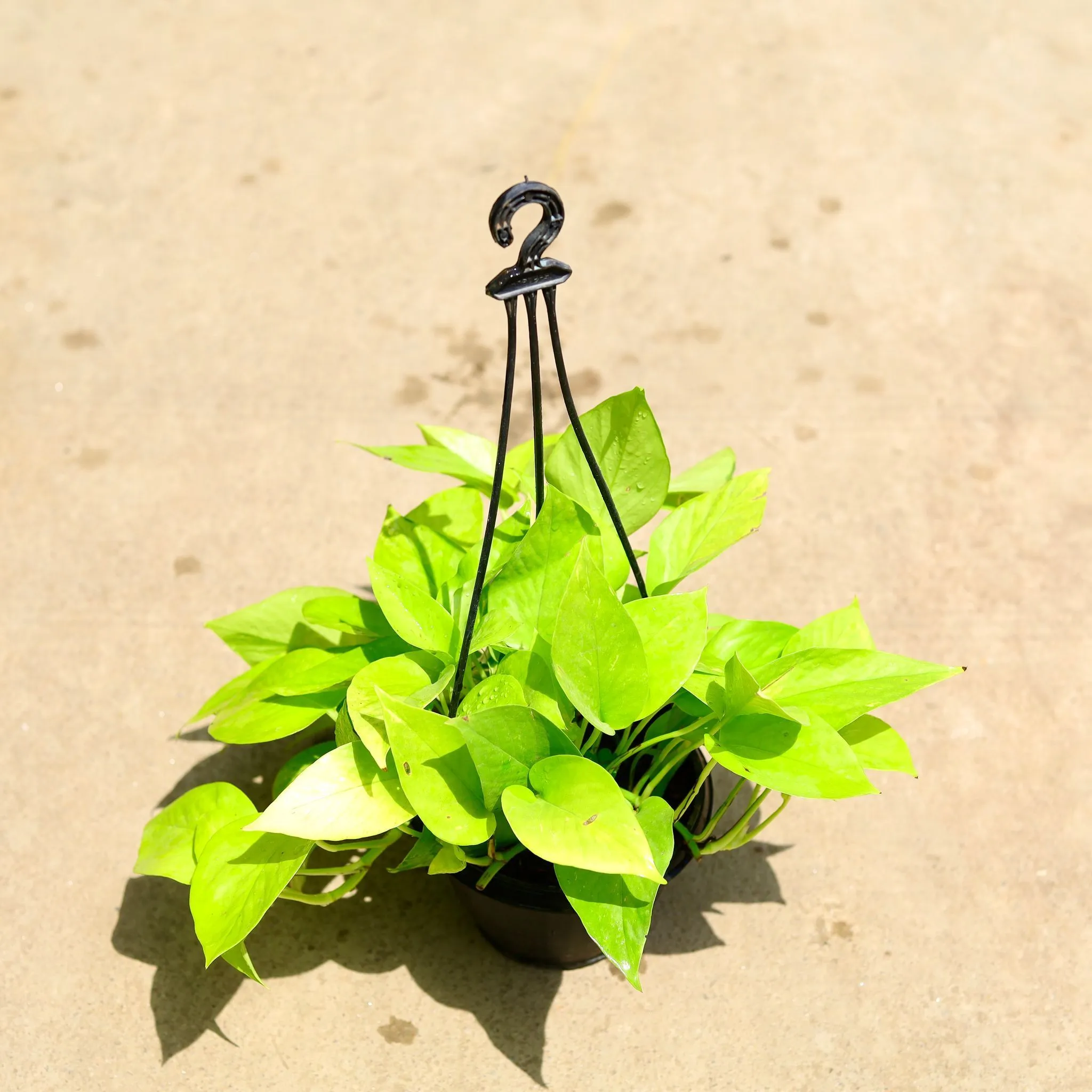 Air Purifying - Money Plant Golden in 6 Inch Hanging Basket