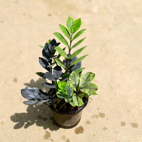 Air Purifying - Zz Black in 6 Inch Nursery Pot