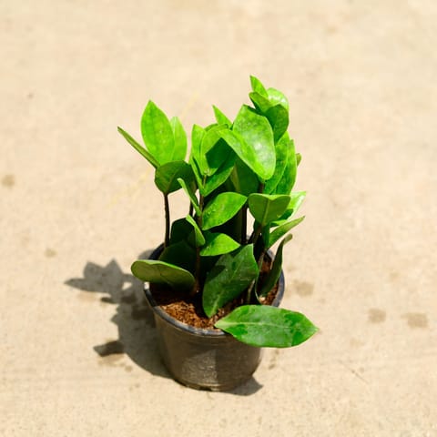 Air Purifying - ZZ Green in 5 Inch Nursery Pot