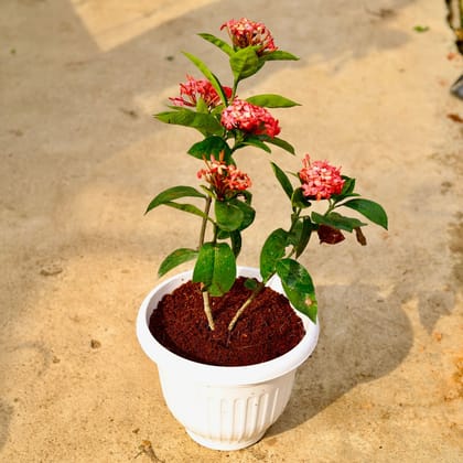 Buy Ixora Pink in 10 Inch White Premium Olive Plastic Pot Online | Urvann.com