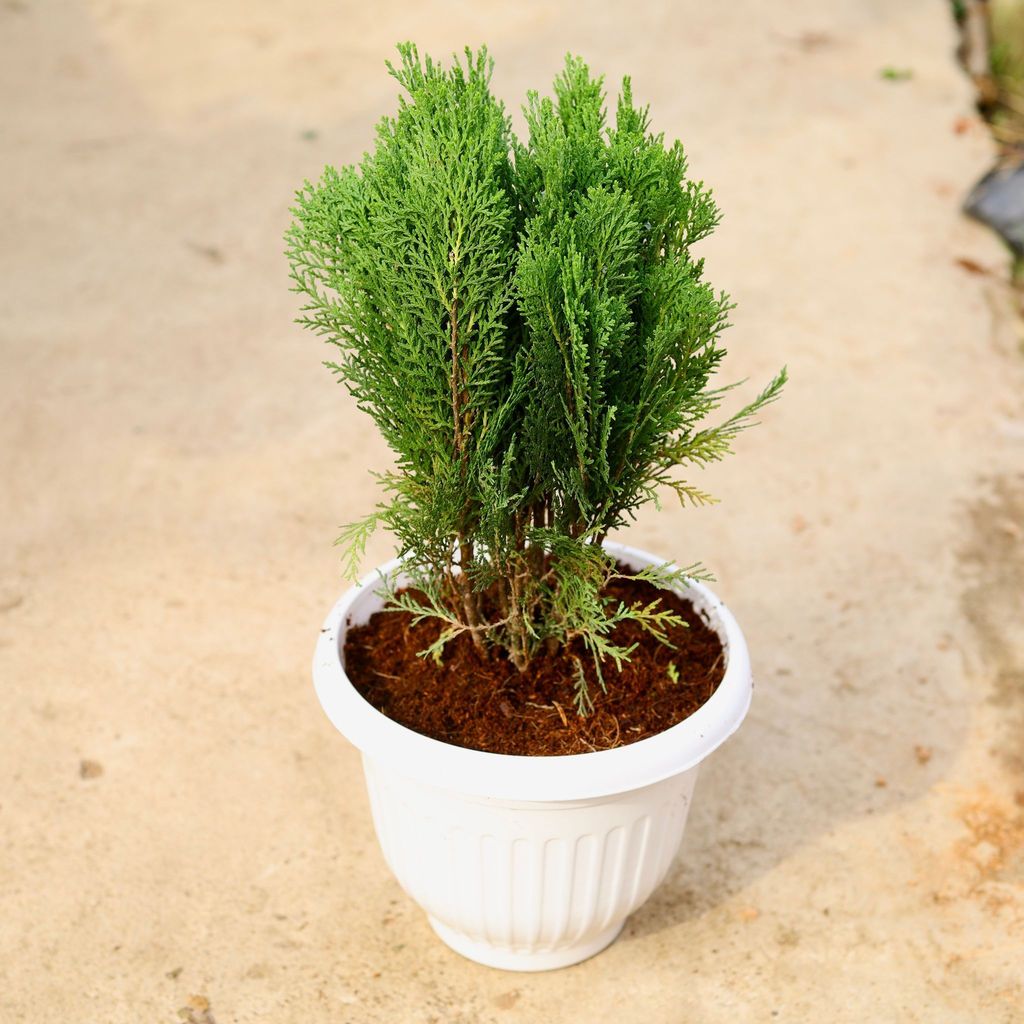 Buy Morpankhi in 10 Inch White Premium Olive Plastic Pot Online | Urvann.com Morpankhi in 10 Inch White Olive Plastic Pot