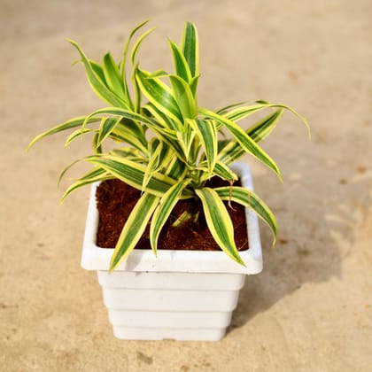 Buy Song of India in 6 Inch White Marble Premium Orchid Square Plastic Pot Online | Urvann.com