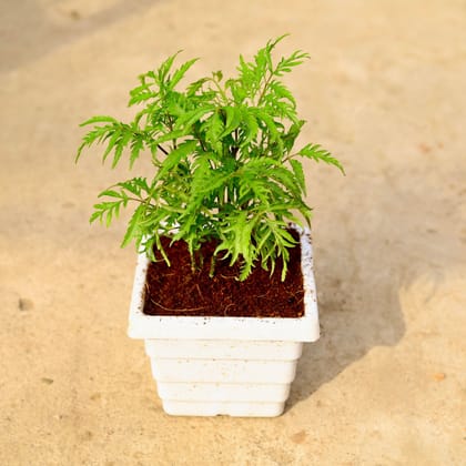 Buy Aralia Neem in 6 Inch White Marble Premium Orchid Square Plastic Pot Online | Urvann.com