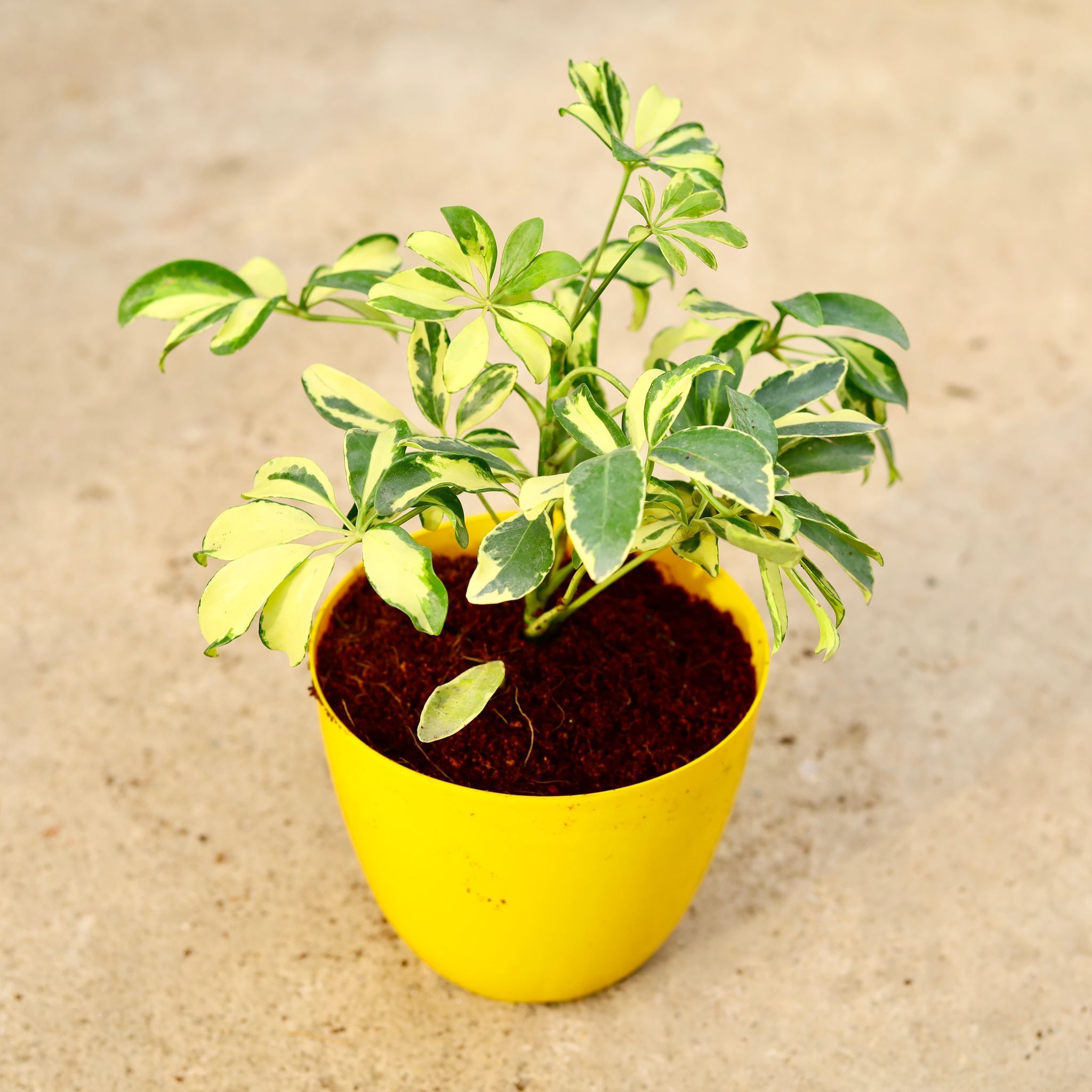 Schefflera Brasia in 6 Inch Yellow Premium Orchid Round Plastic Pot