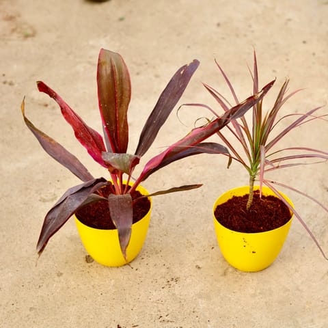 Set of 2 - (Dracaena Colorama / Marginata & Mahatma) in 6 Inch Yellow Premium Orchid Round Plastic Pot