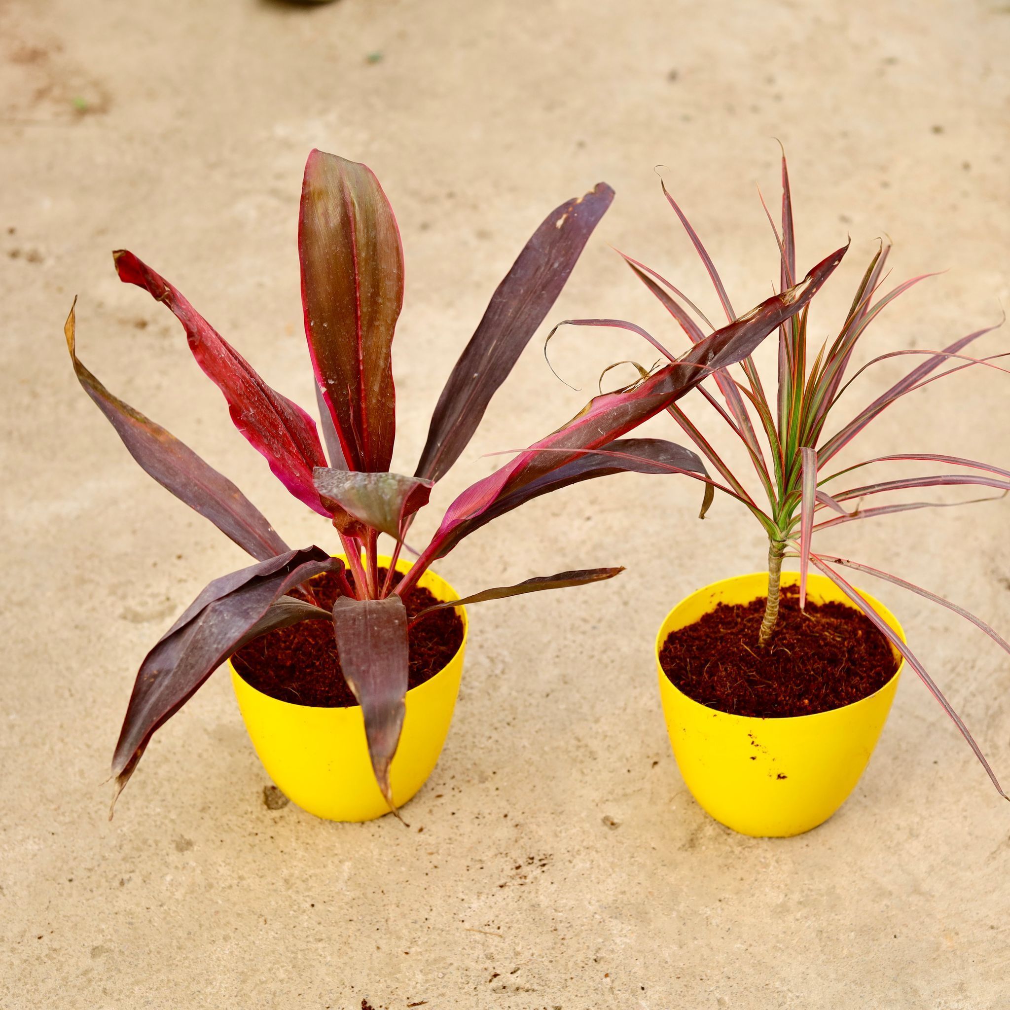 Set of 2 - (Dracaena Colorama / Marginata & Mahatma) in 6 Inch Yellow Premium Orchid Round Plastic Pot