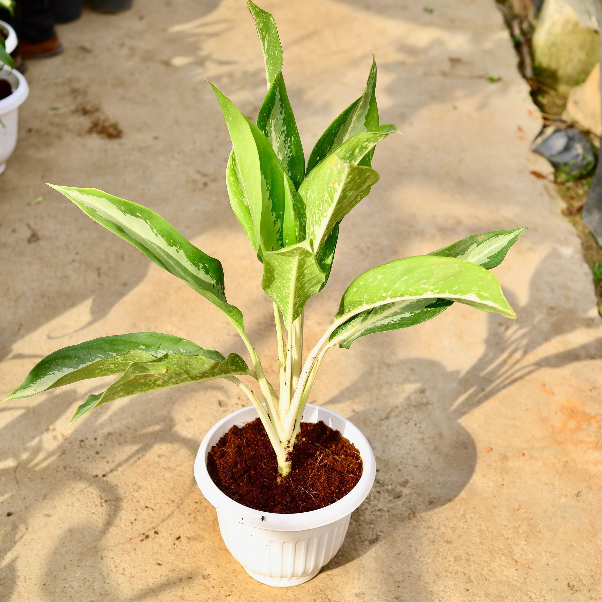 Aglaonema Dove in 10 Inch White Olive Plastic Pot