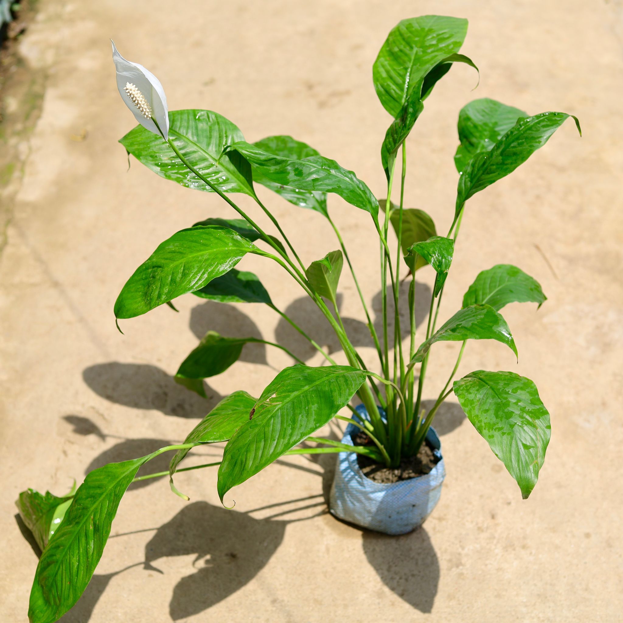 Peace Lily in 8 Inch Nursery Bag