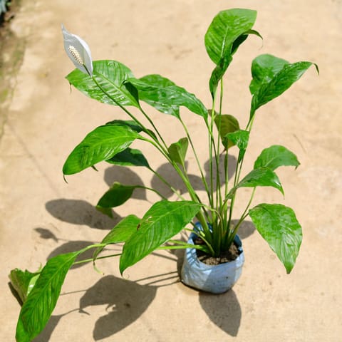 Peace Lily in 8 Inch Nursery Bag