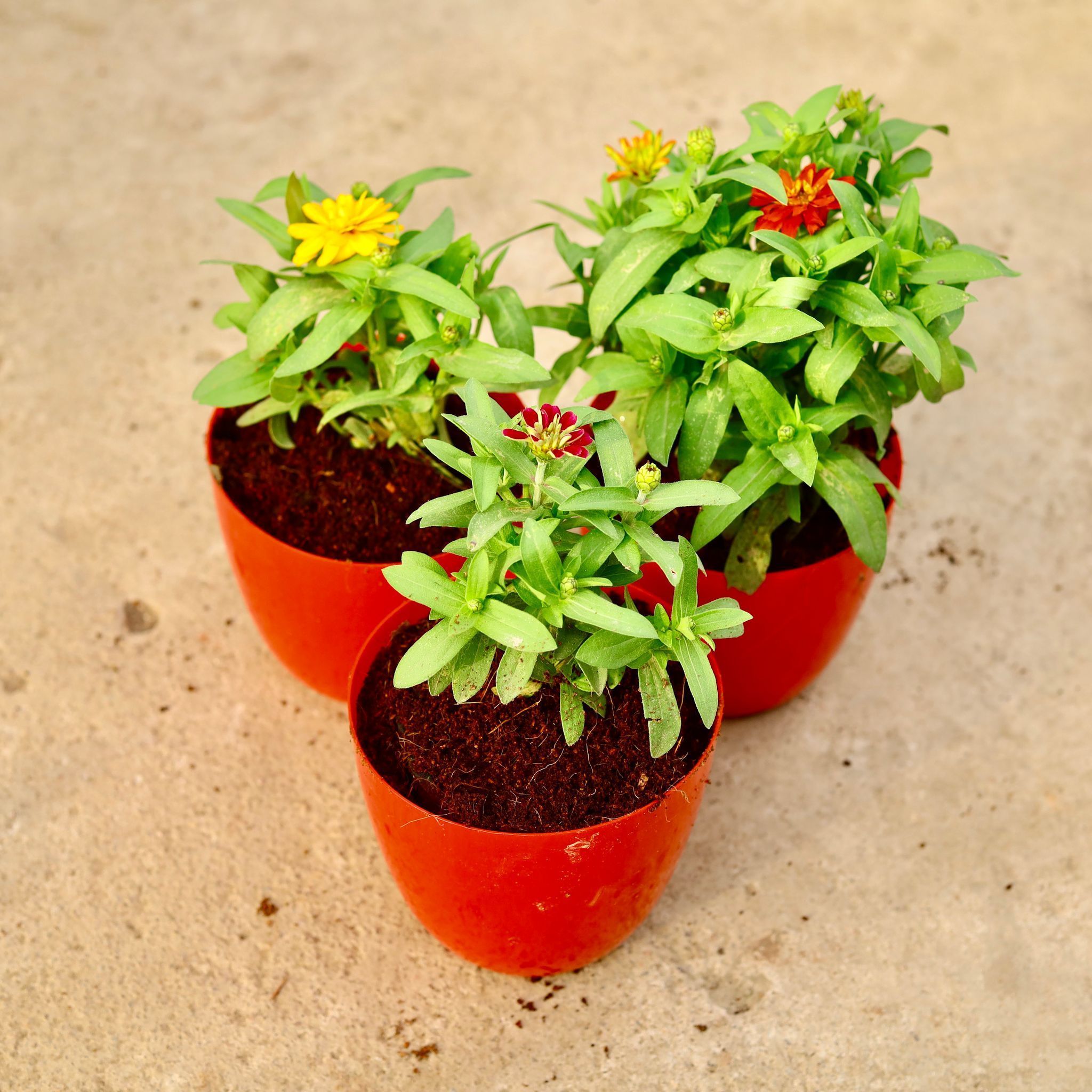 Set of 3 - Zinnia (any colour) in 6 Inch Red Premium Orchid Round Plastic Pot