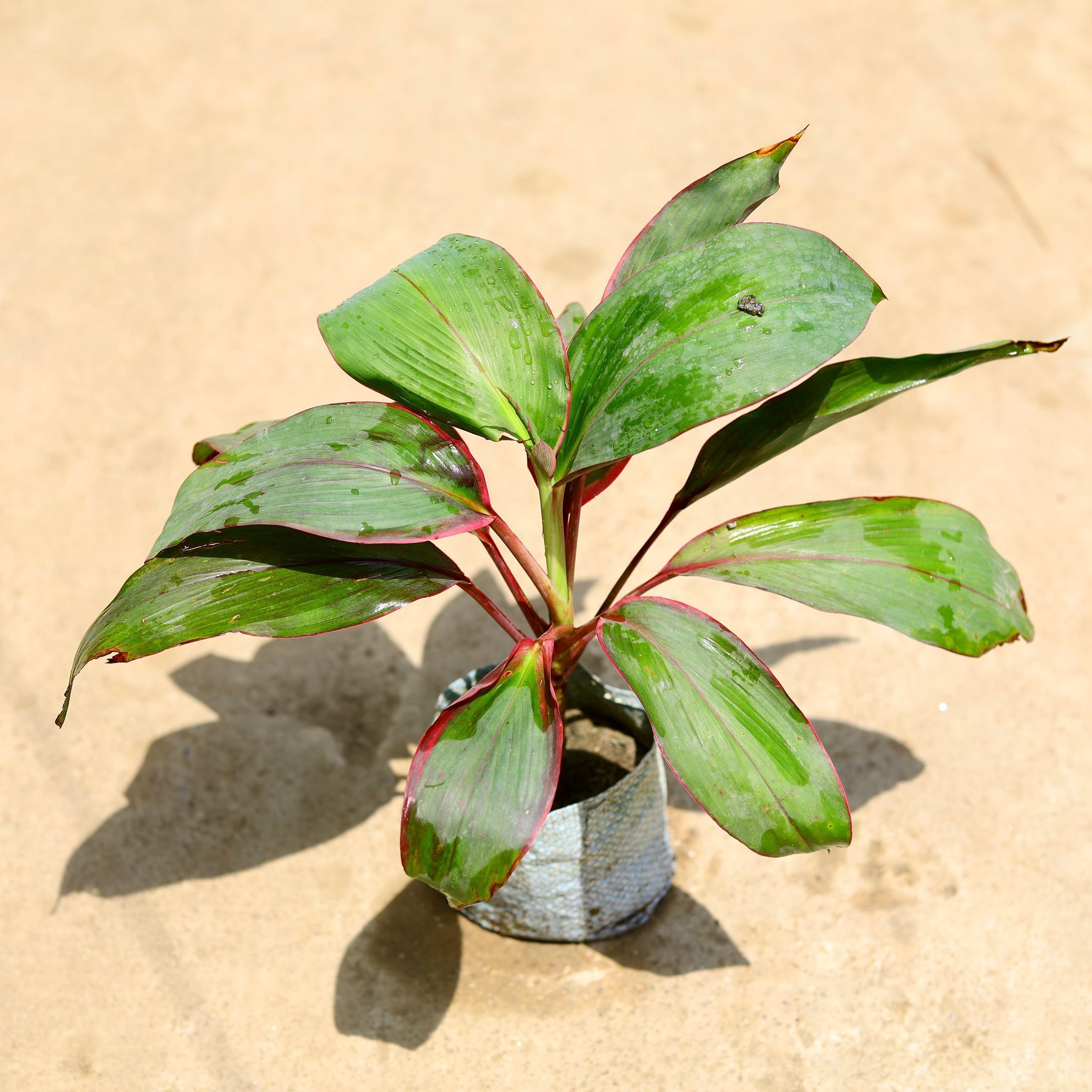 Dracaena Kedarnath in 4 Inch Nursery Bag