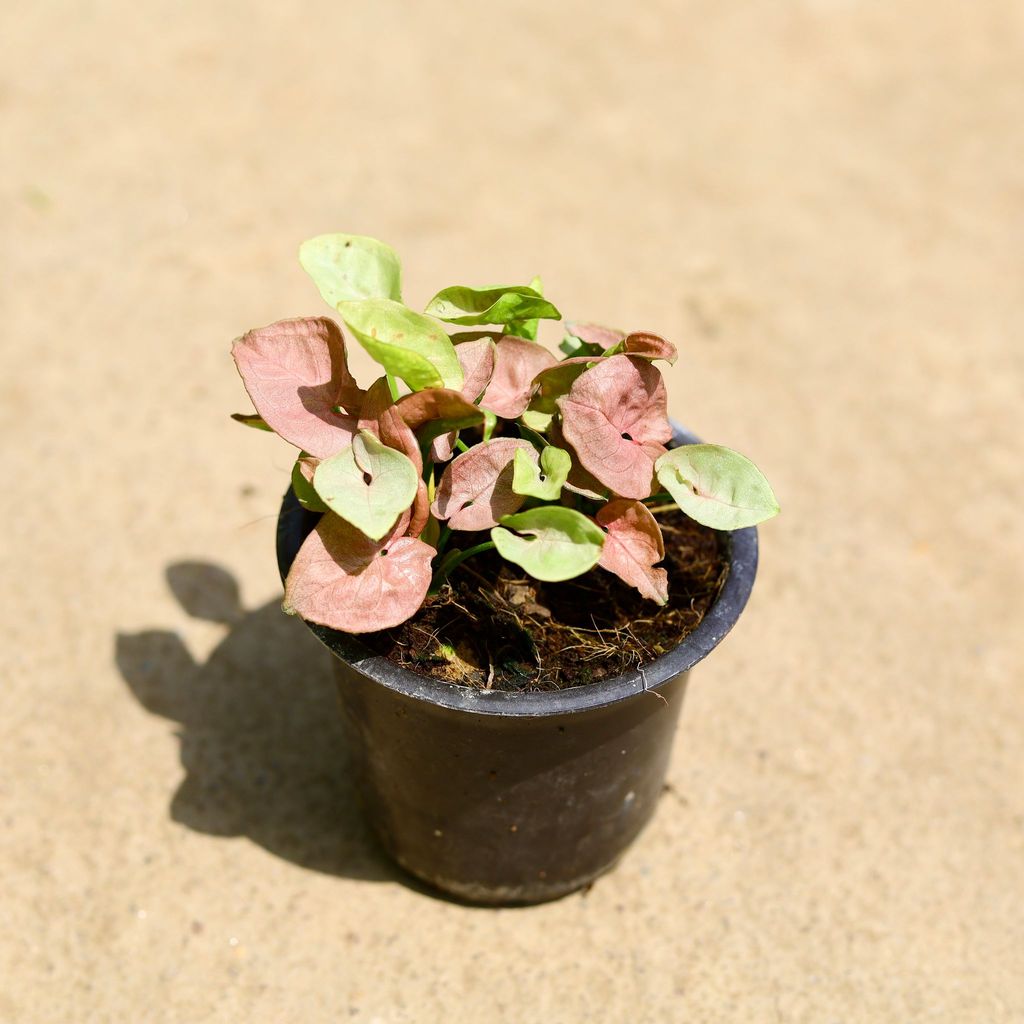 Buy Syngonium Pink in 4 Inch Nursery Pot Online | Urvann.com Syngonium Pink in 4 Inch Nursery Pot
