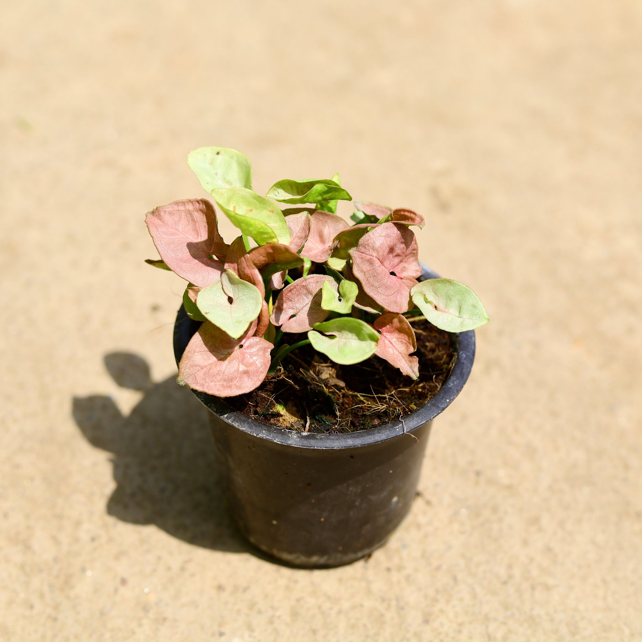 Syngonium Pink in 4 Inch Nursery Pot