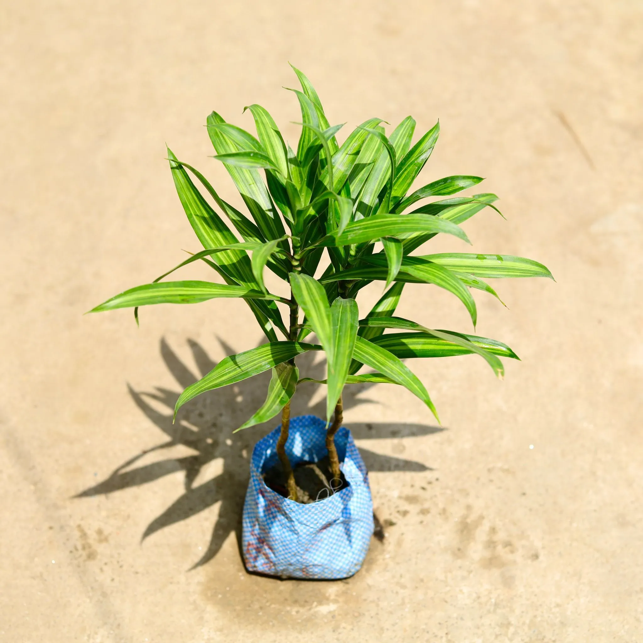 Dracaena Messenger in 4 Inch Nursery Bag