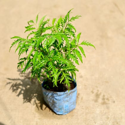 Buy Aralia Neem in 4 Inch Nursery Bag Online | Urvann.com