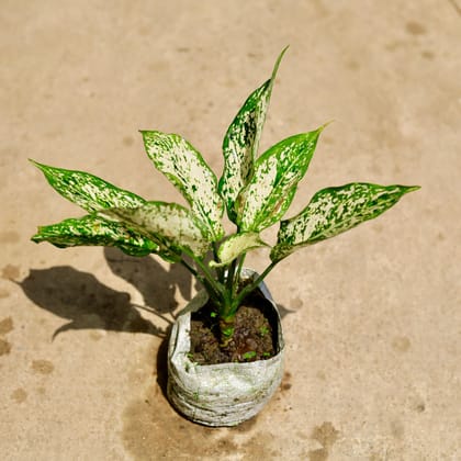 Buy Aglaonema Snow White in 4 Inch Nursery Bag Online | Urvann.com