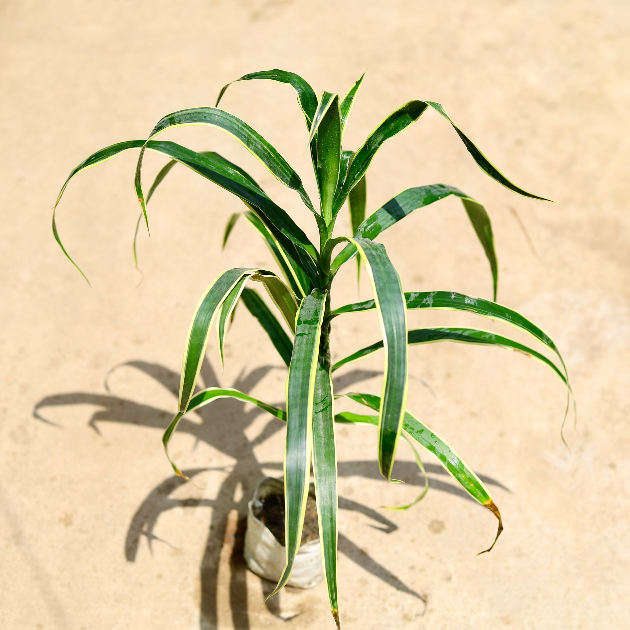 Dracaena Jamaica in 4 Inch Nursery Bag