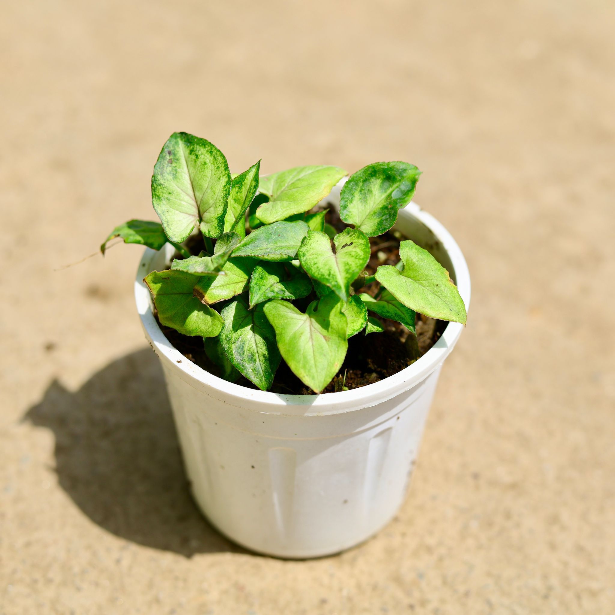 Syngonium Pixie Green in 4 Inch Nursery Pot