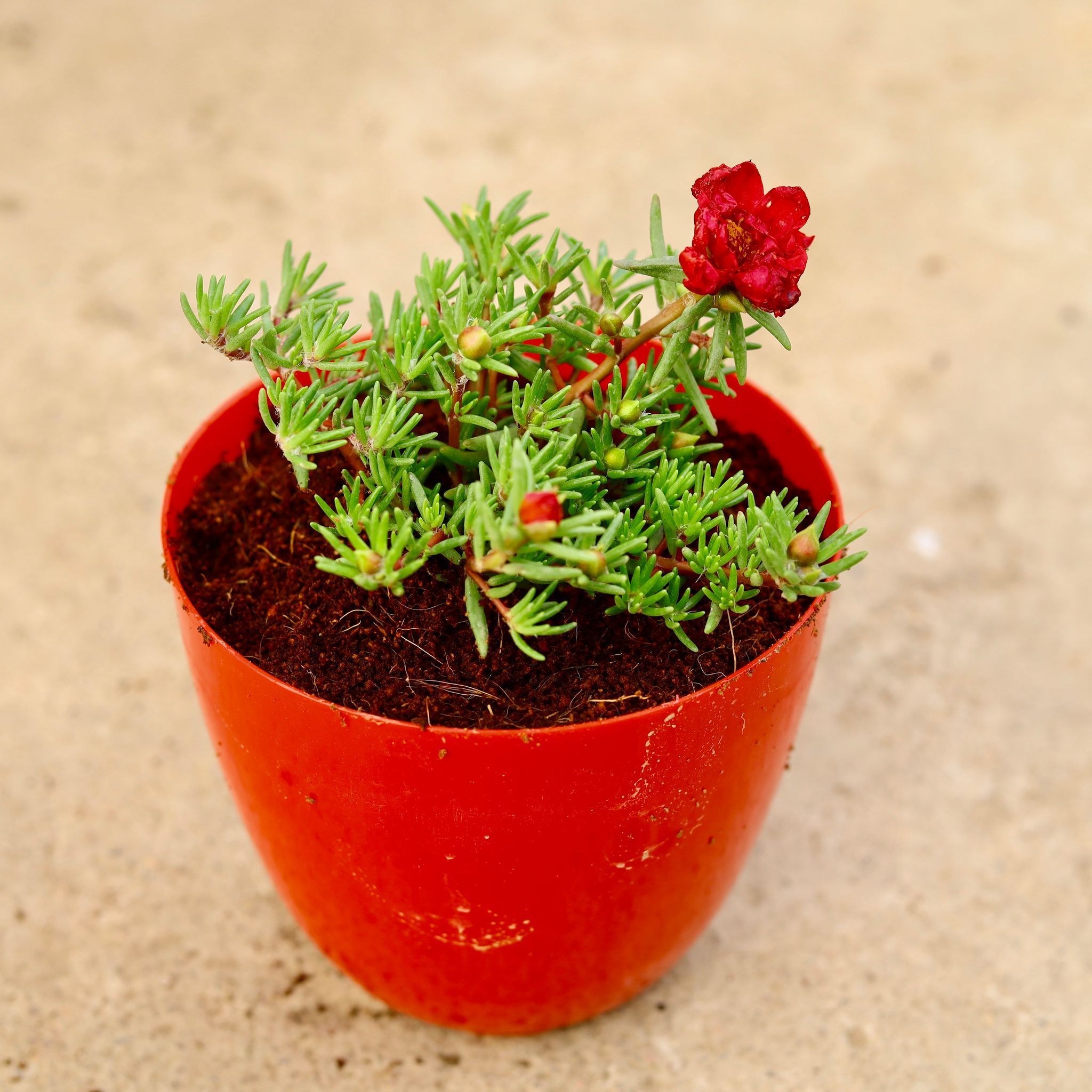 Portulaca Moss Rose (any colour) in 4 Inch Red Premium Orchid Round Plastic Pot