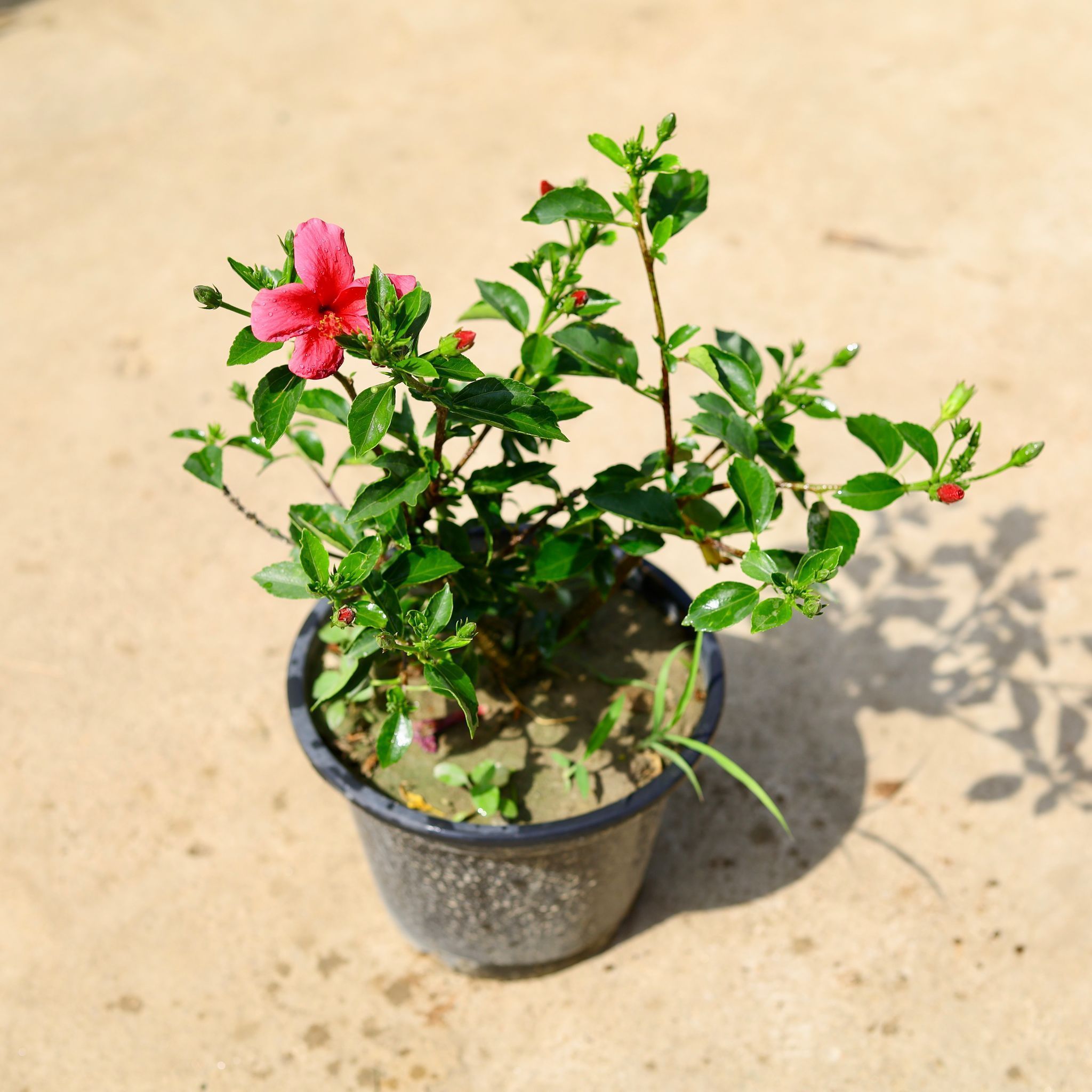 Hibiscus (Any Color) in 8 Inch Nursery Pot