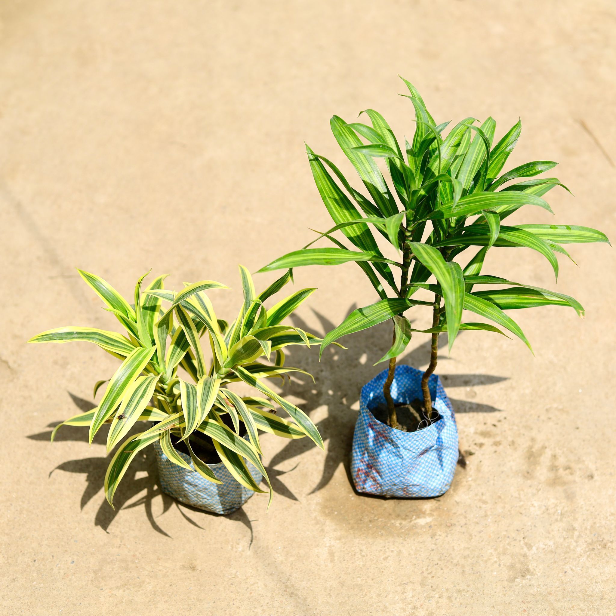 Set of 2 - (Dracaena Messenger & Song of India) in 4 Inch Nursery Bag