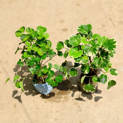 Set of 2 - (Aralia Dinner Plate & Apple Leaf) in 4 Inch Nursery Bag