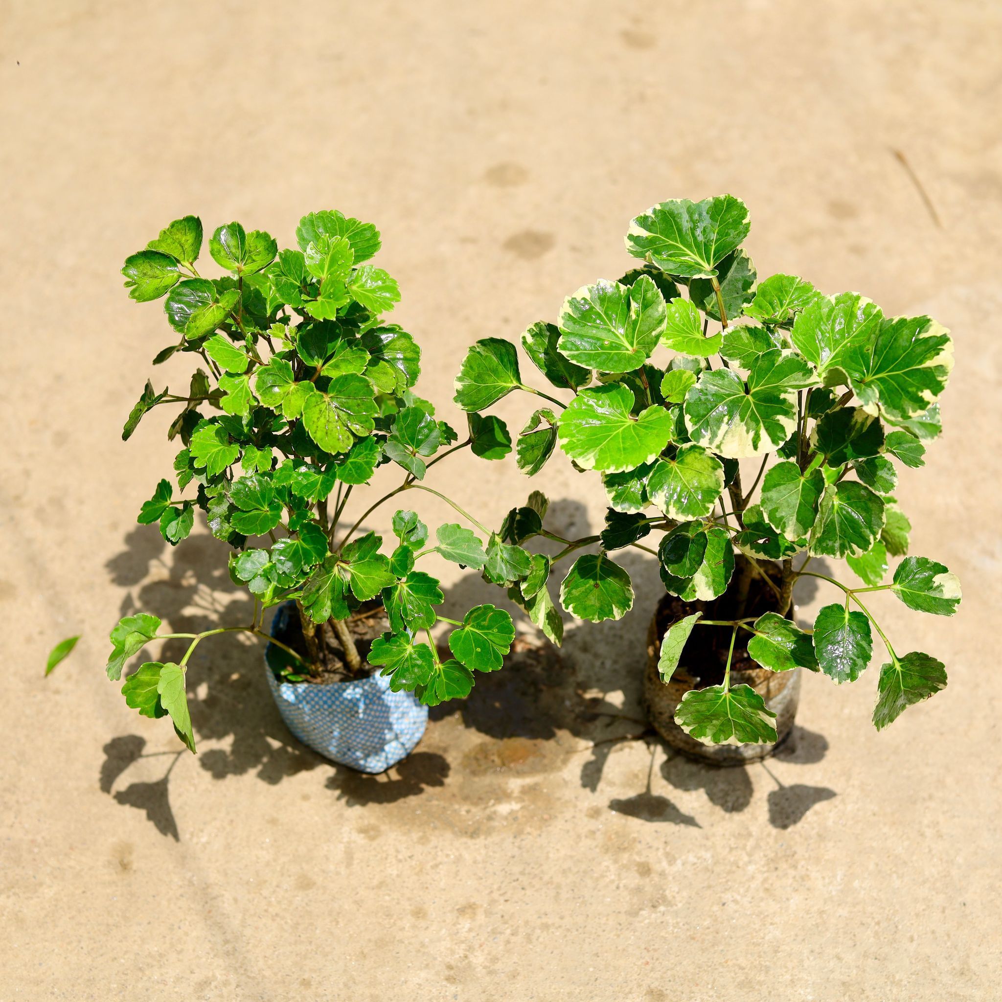 Set of 2 - (Aralia Dinner Plate & Apple Leaf) in 4 Inch Nursery Bag