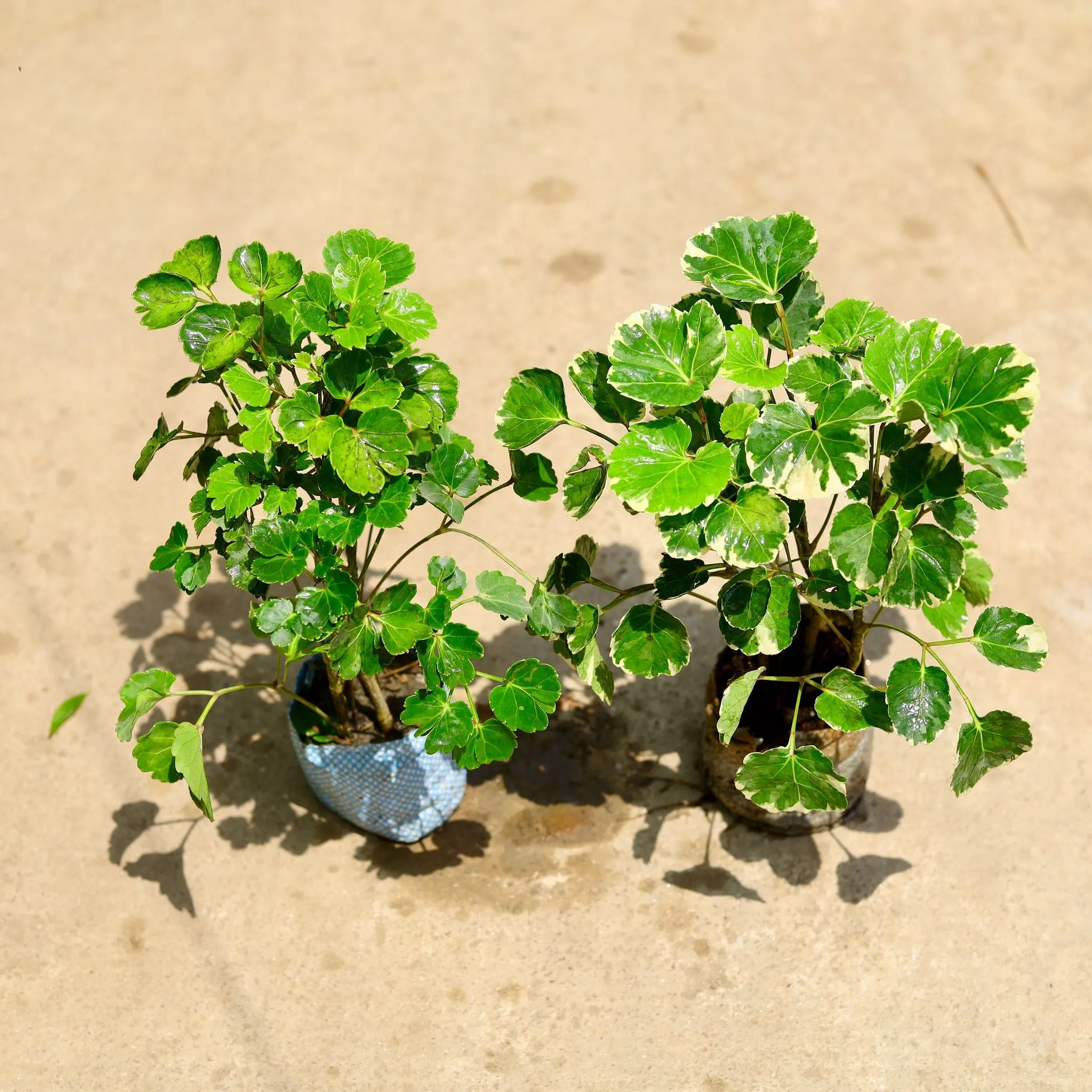 Set of 2 - (Aralia Dinner Plate & Apple Leaf) in 4 Inch Nursery Bag