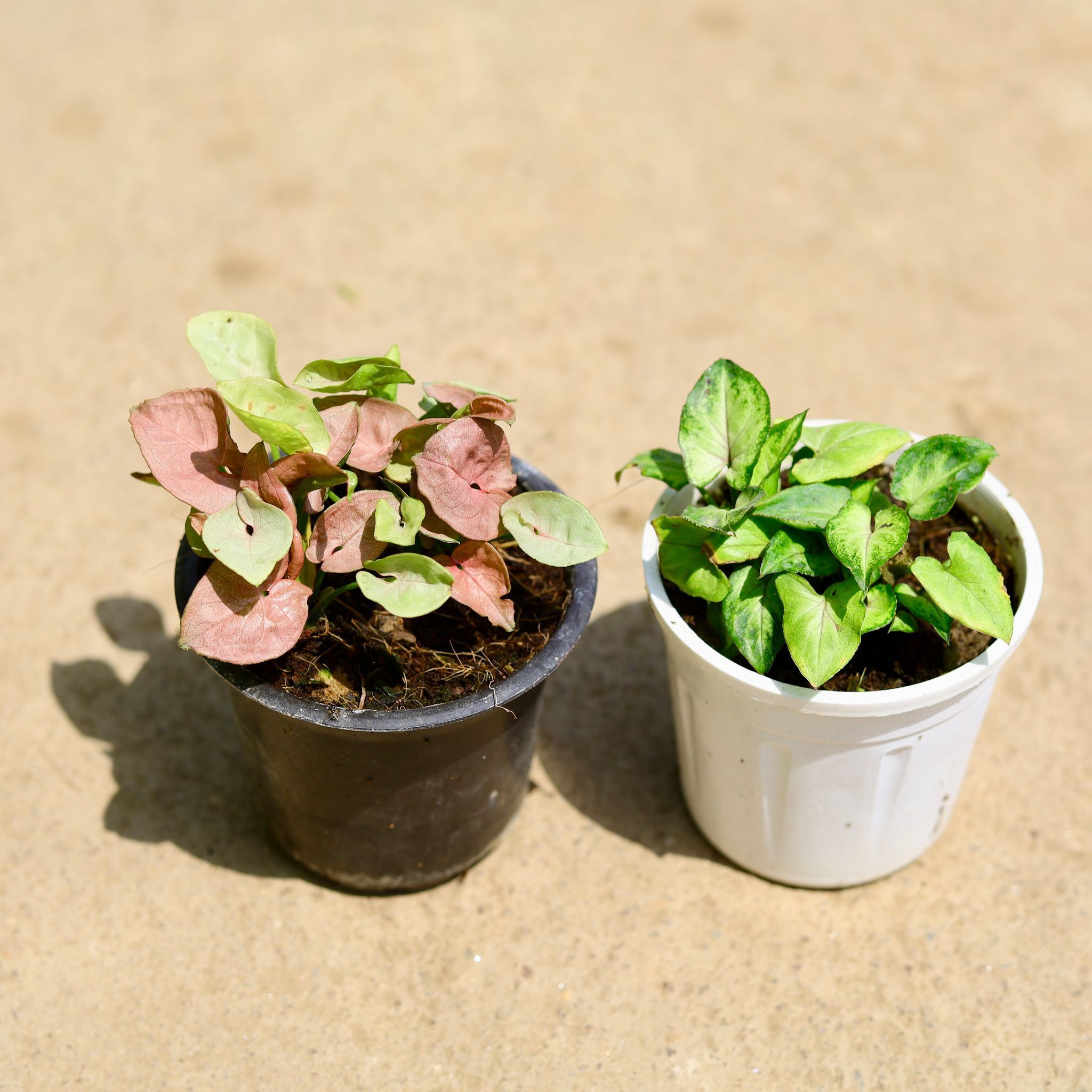 Set of 2 - (Syngonium Pink & Pixie Green) in 4 Inch Nursery Pot
