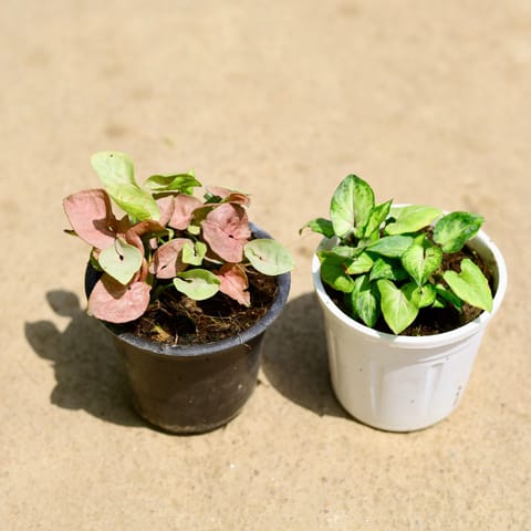 Set of 2 - (Syngonium Pink & Pixie Green) in 4 Inch Nursery Pot