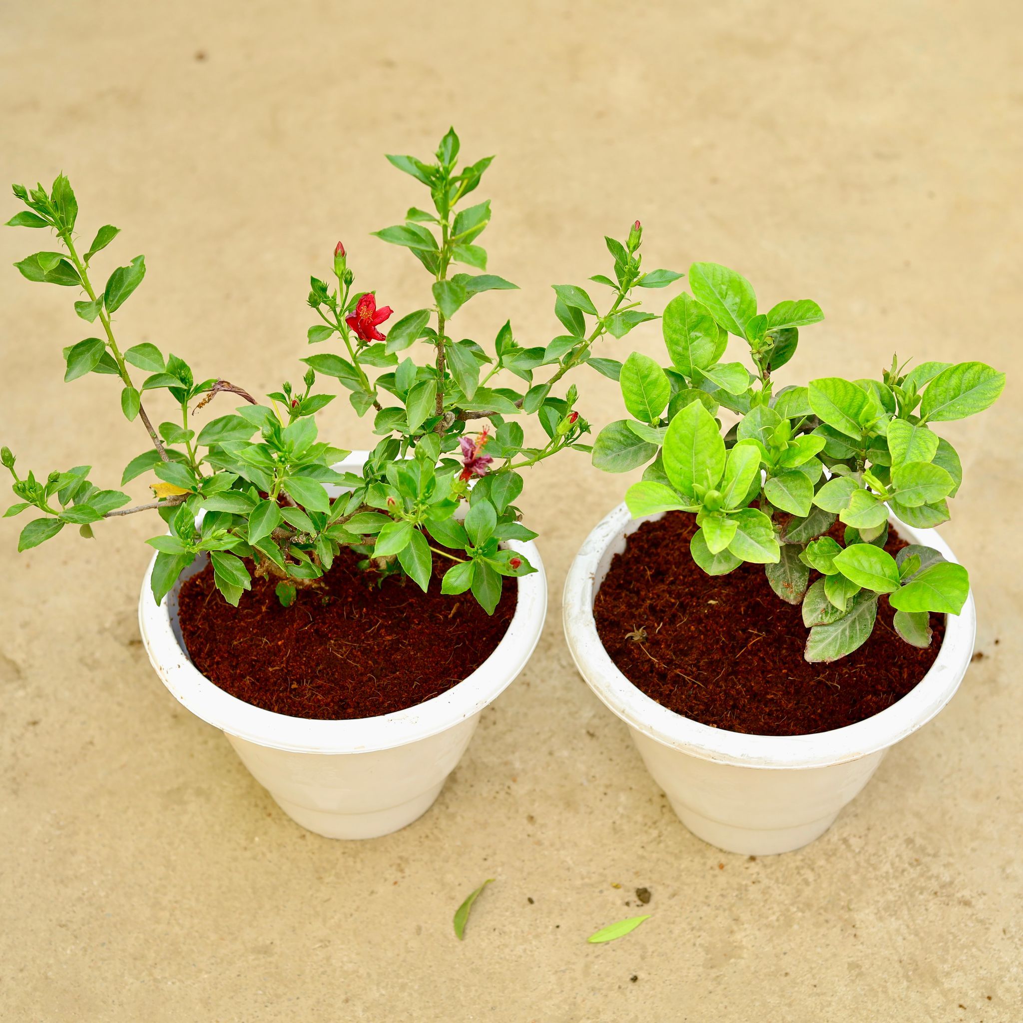 Set of 2 - Hibiscus High Choice & Gardenia / Gardenia in 10 Inch White Classy Plastic Pot