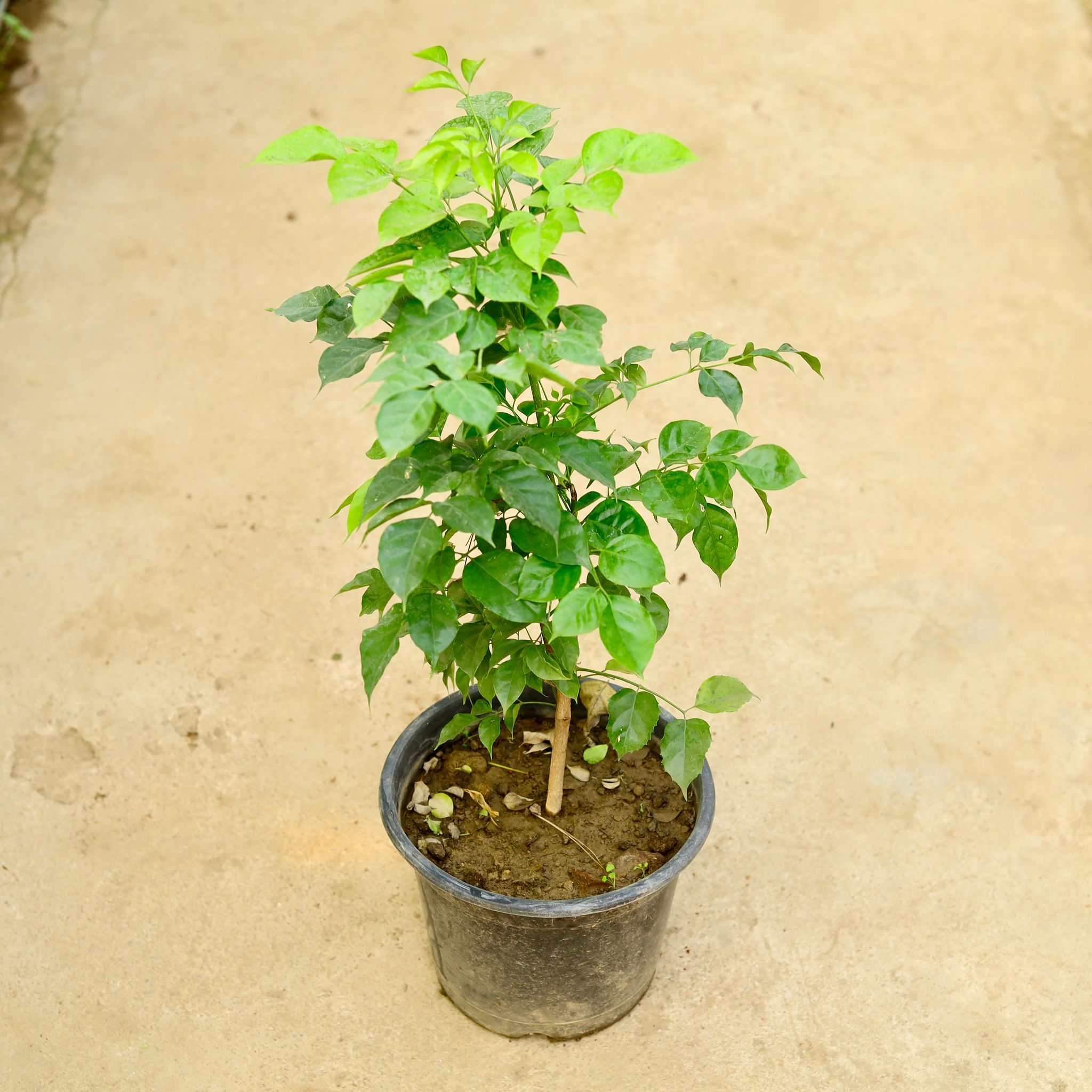 China Doll / Radermachera in 10 Inch Nursery Pot
