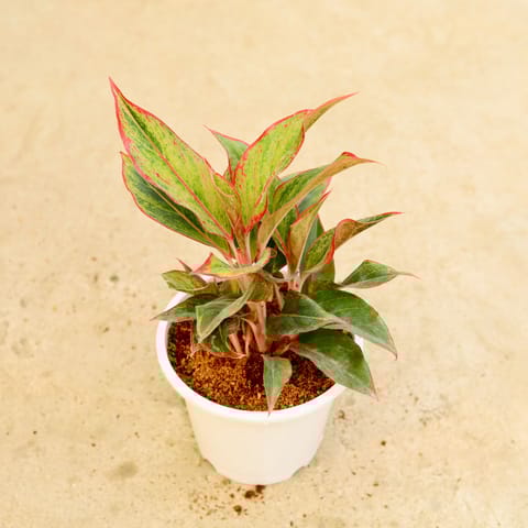 Aglaonema Lipstick in 8 Inch White Nursery Pot