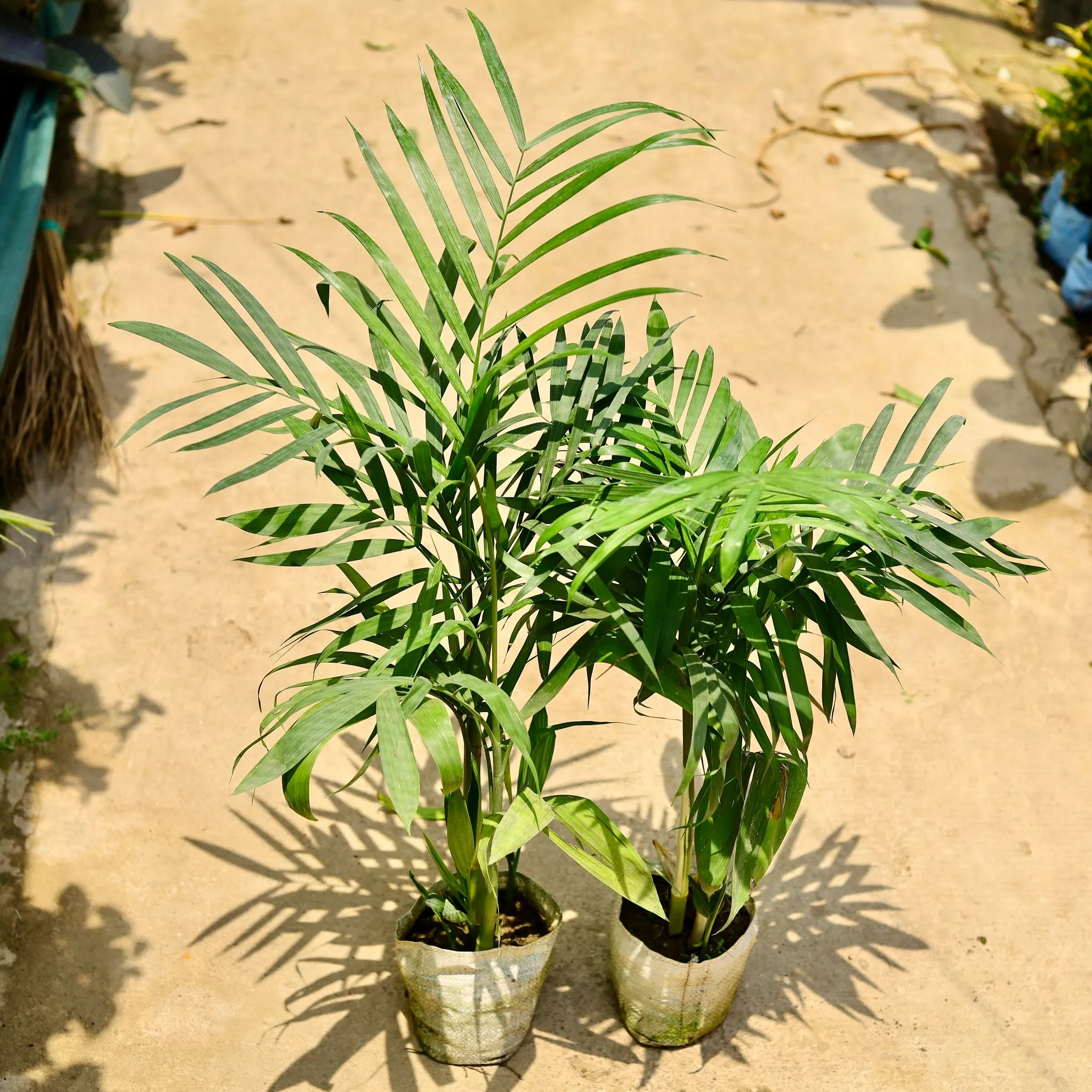 Set of 2 - Bamboo / Cane Palm (~ 4 Ft) in 8 Inch Nursery Bag