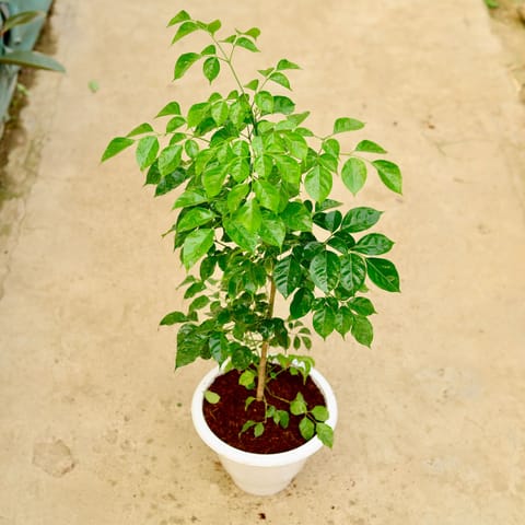 China Doll / Radermachera in 10 Inch White Classy Plastic Pot