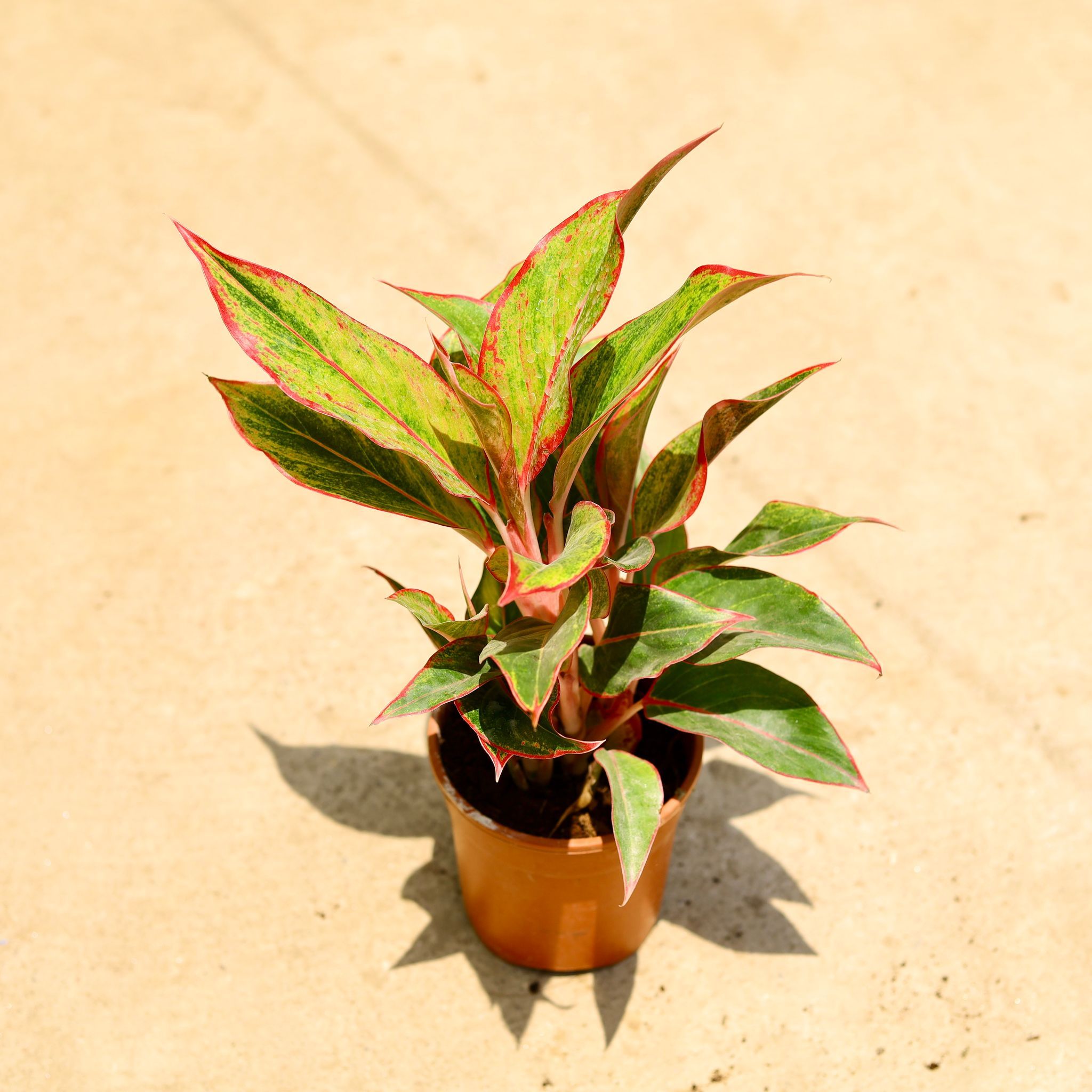Aglaonema Lipstick in 5 Inch Nursery Pot