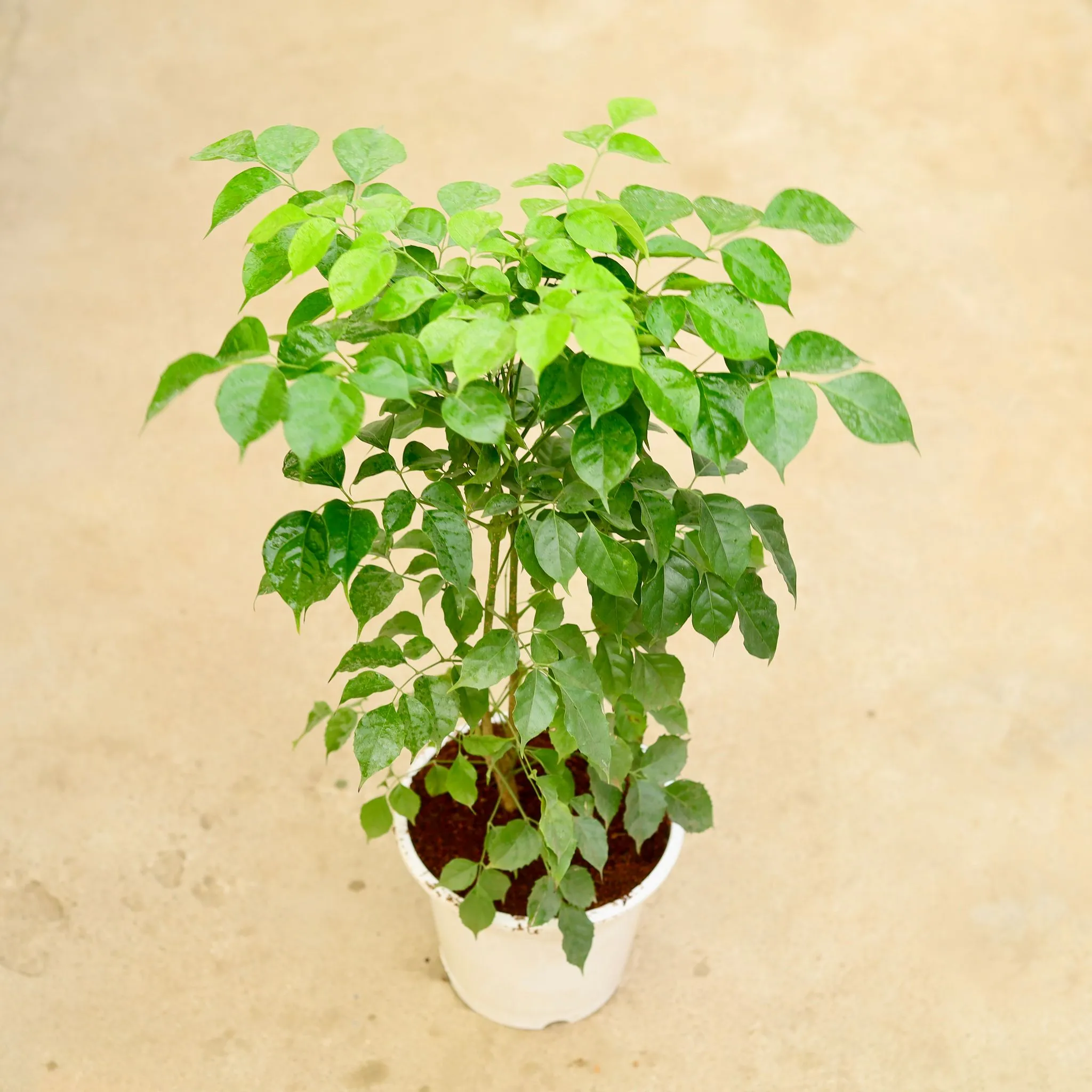 China Doll / Radermachera in 8 Inch White Nursery Pot