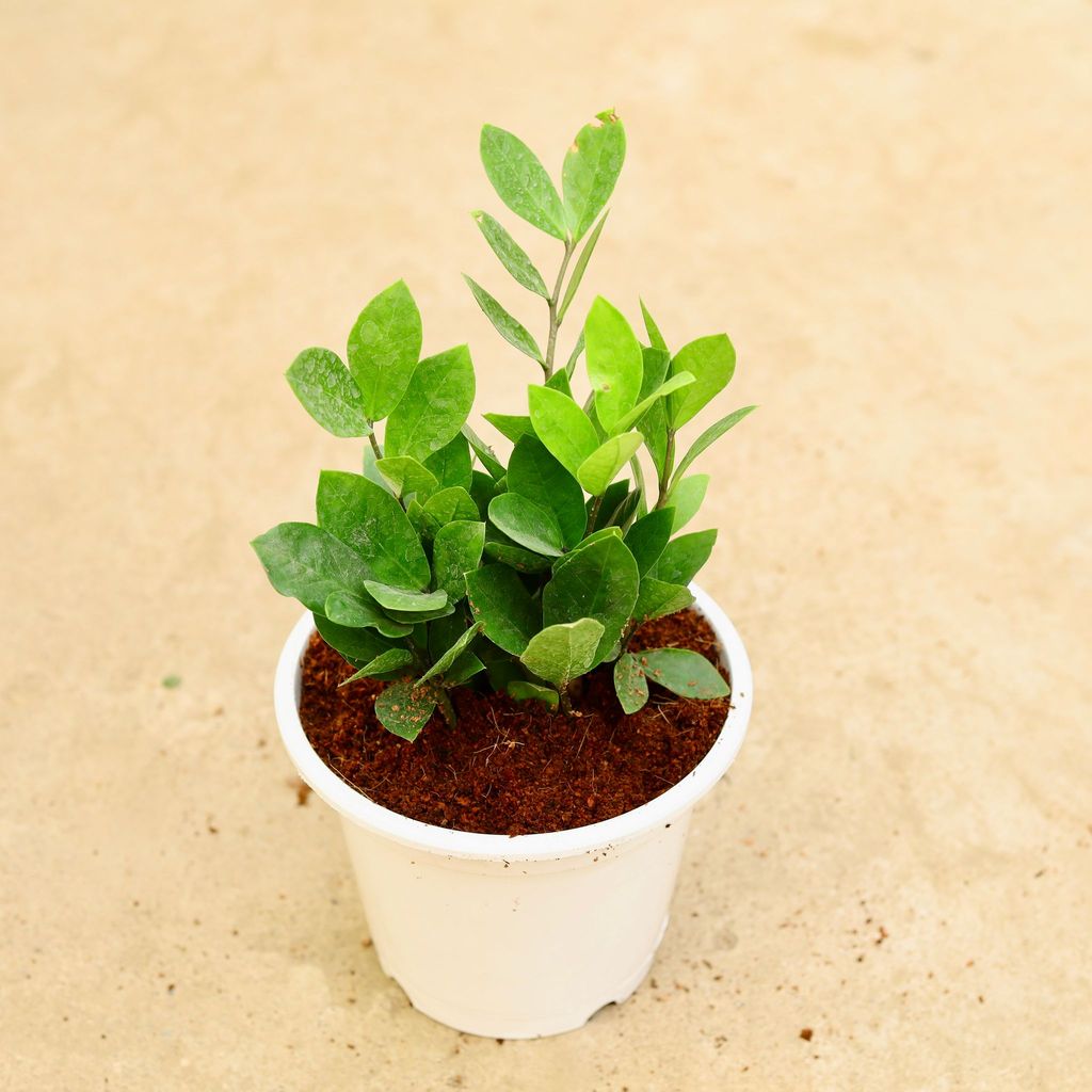 Buy ZZ Green in 5 Inch White Nursery Pot Online | Urvann.com ZZ Green in 5 Inch White Nursery Pot