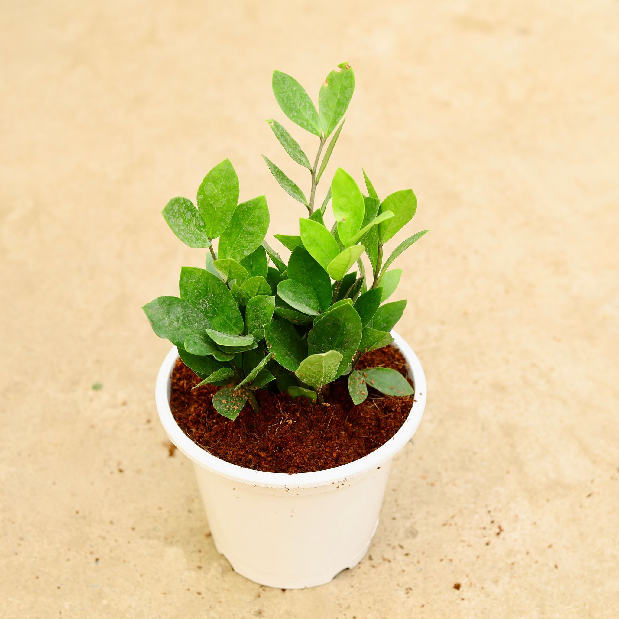 ZZ Green in 5 Inch White Nursery Pot