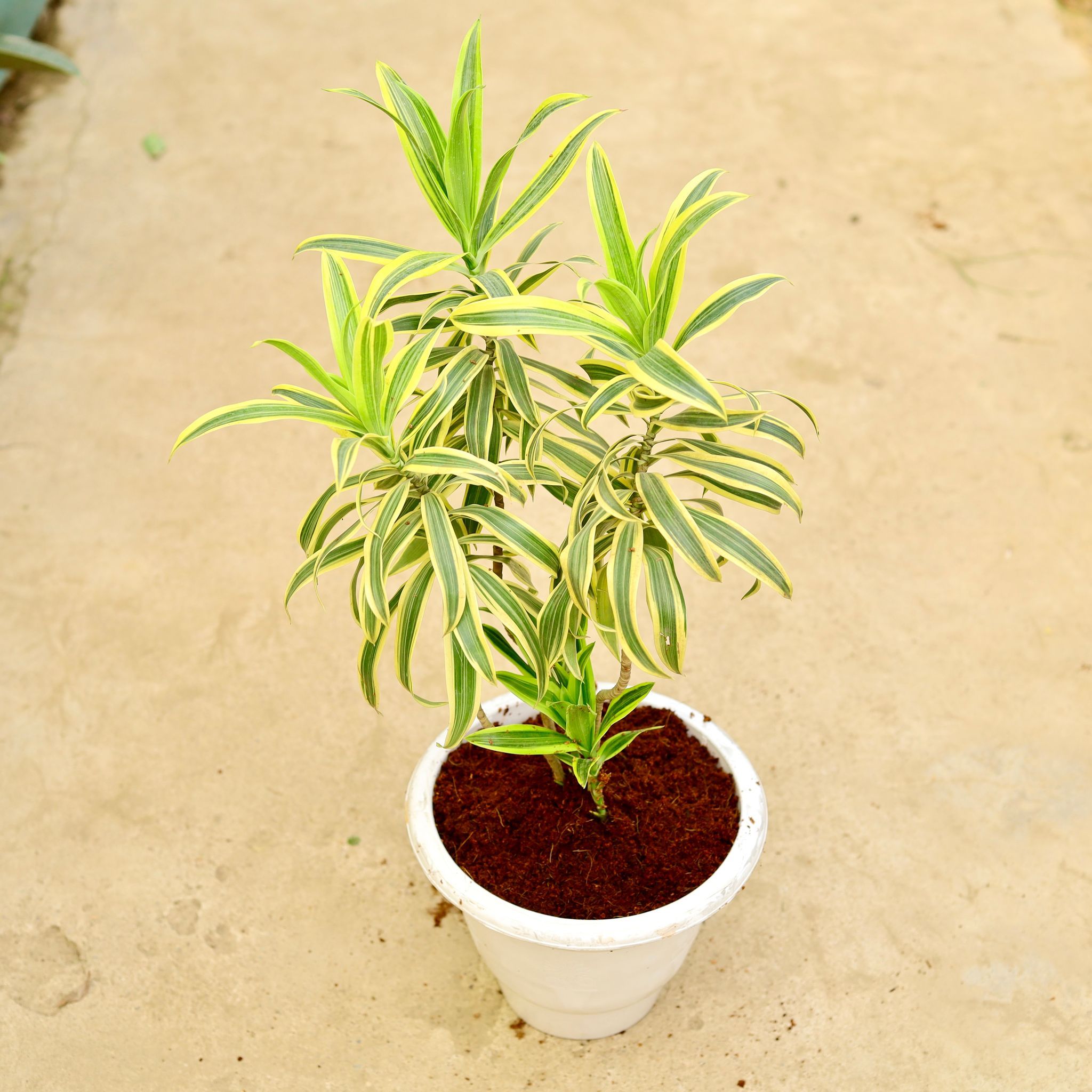 Song of India Green / Dracaena Messanger in 10 Inch White Classy Plastic Pot