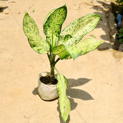 Buy Aglaonema Pinky in 8 Inch Nursery Bag Online | Urvann.com