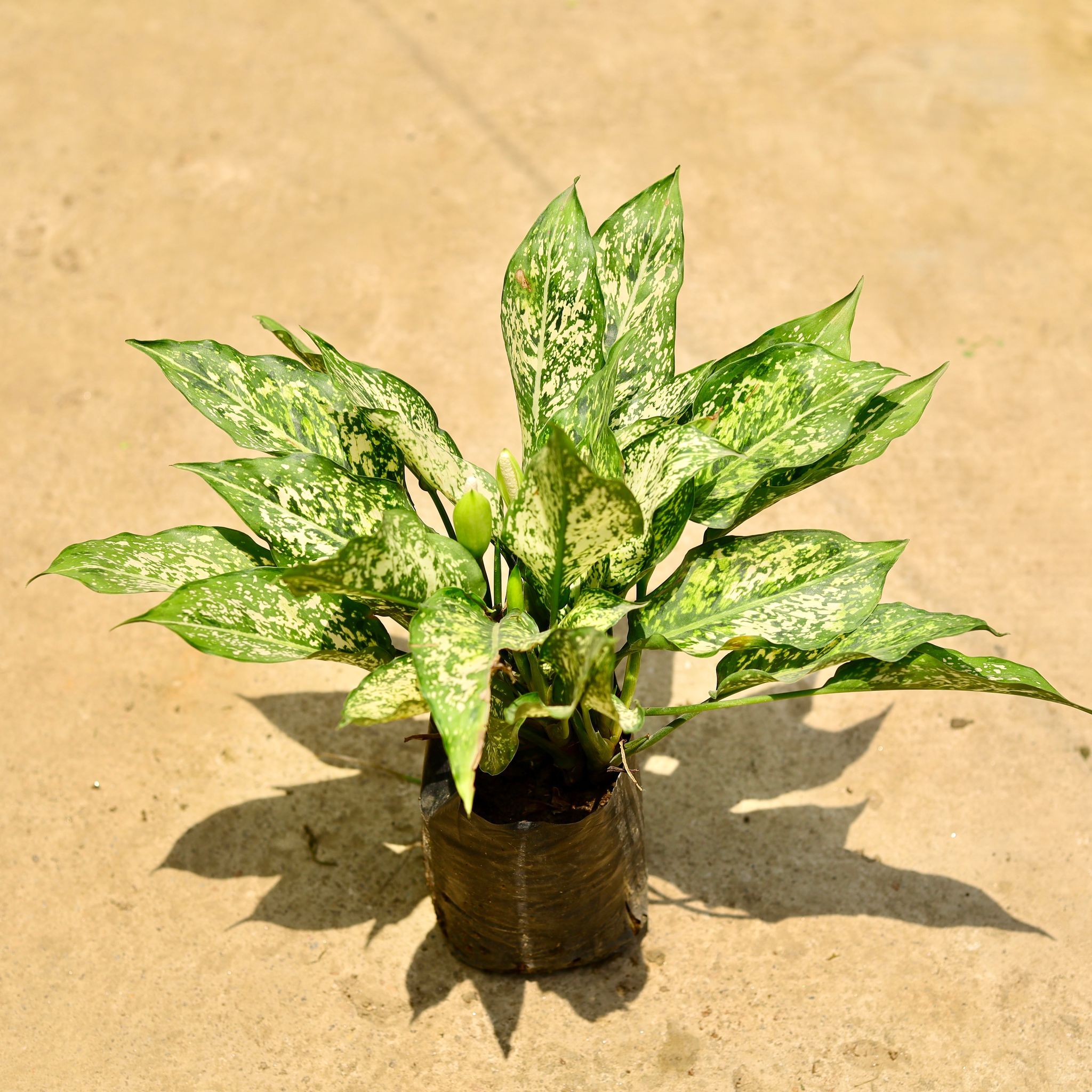 Air Purifying - Aglaonema snow white in 8 Inch Nursery Bag